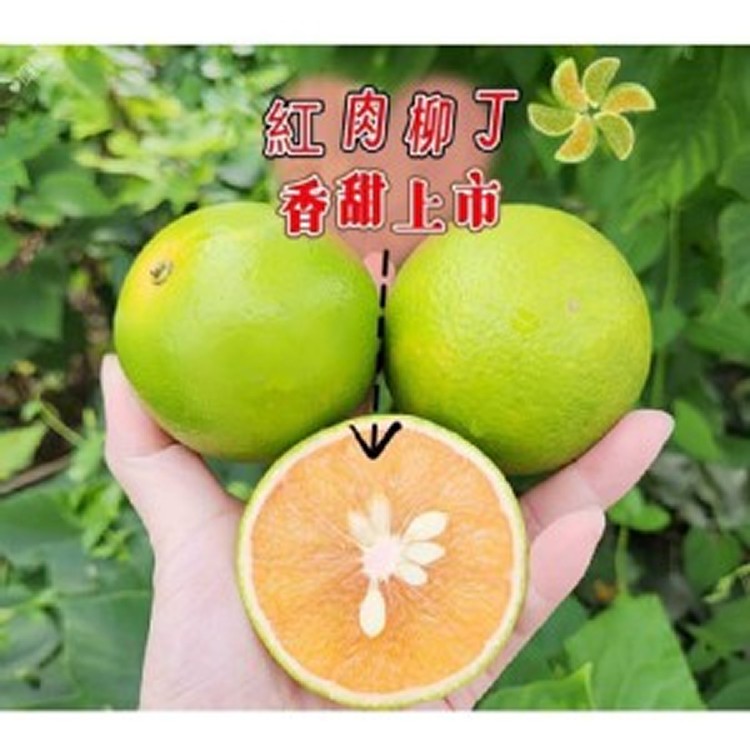 玫瑰蜜橙-紅肉柳丁每袋3台斤（+-5%）