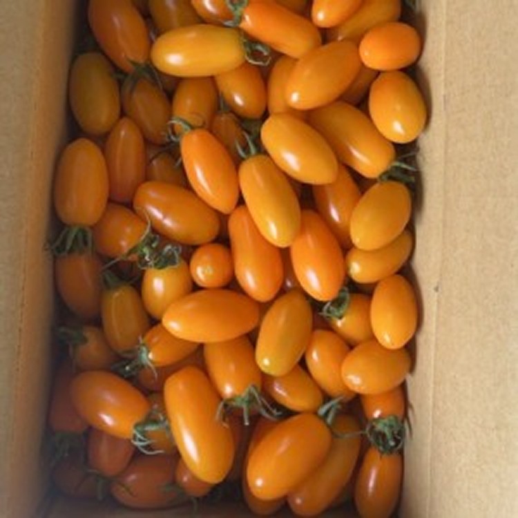 美濃金瑩小番茄600克