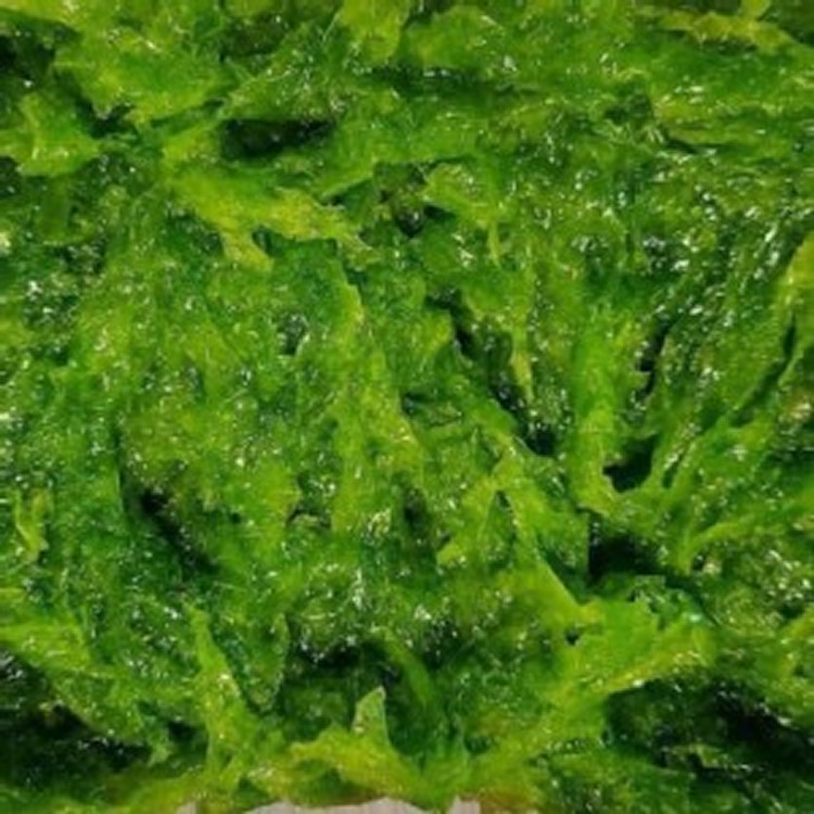 澎湖海菜小包裝75g