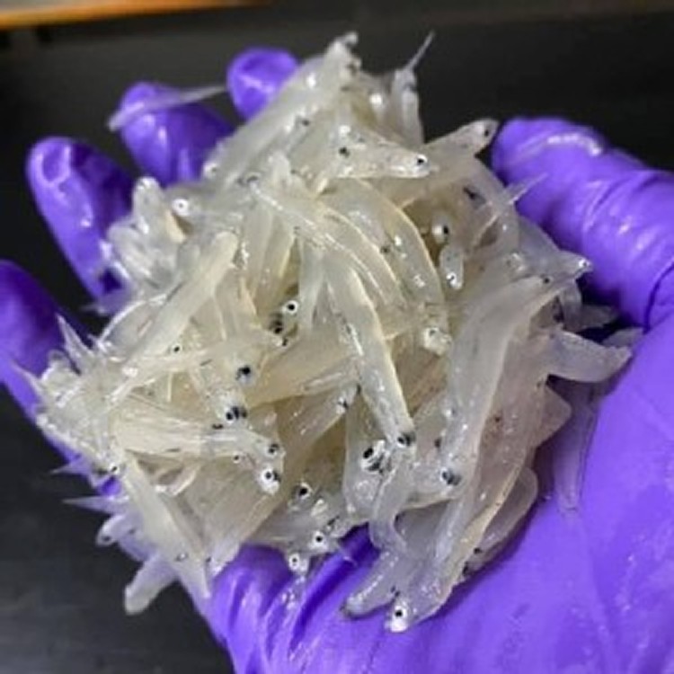 鮮凍吻仔魚150克