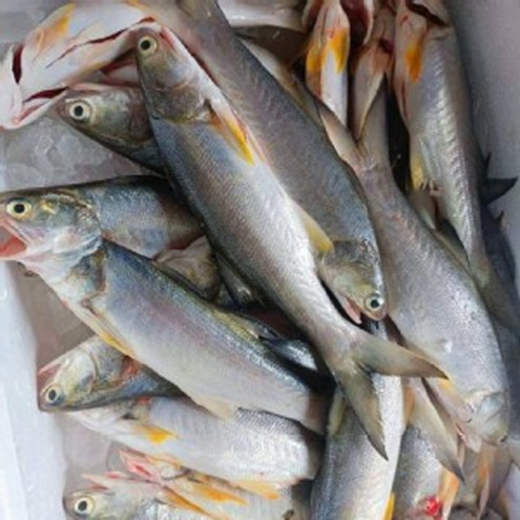 現殺三去午仔魚200-250g (三去後重量)