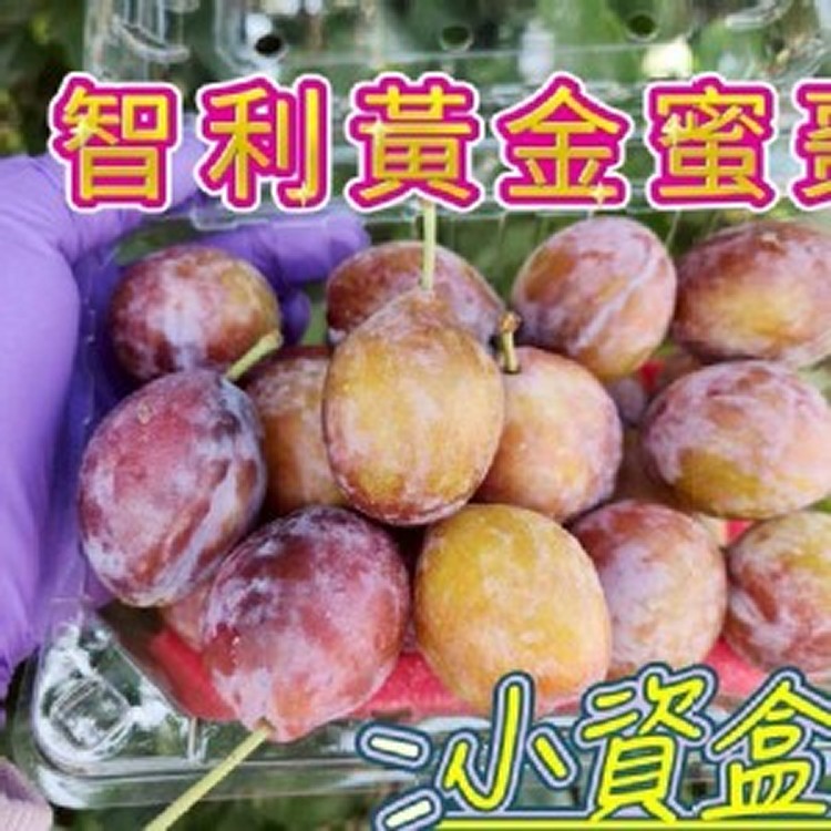 鮮甜大顆智利蜜棗李（1kg含盒)