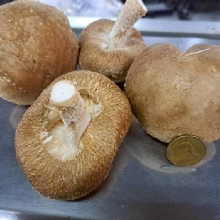 埔里生鮮厚肉大香菇