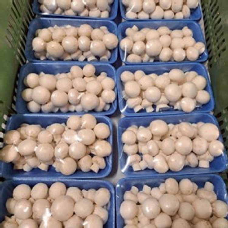 鮮採天然·洋菇約200g