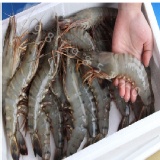 大草蝦 極品野生大草蝦 燒烤烤肉好食材 真大尾喔 特價：$470