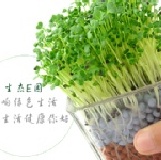 2011-01-03新增~升級版生態E園陶碳球負離子植栽(心形草)辦公室健康迷你小盆栽