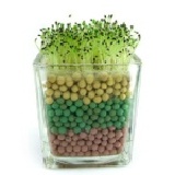 2011-01-03新增~ 陶碳球負離子植栽(岩石草)創意迷你小盆栽~辦公室健康送禮首選