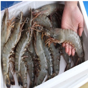 大草蝦 極品野生大草蝦 燒烤烤肉好食材 真大尾喔 特價：$470