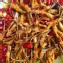 絕味麻辣鴨舌(微辣)滷味