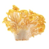 新鮮玉米菇 【低溫類】【純素】可炒蛋或煎蛋，小朋友最愛吃。