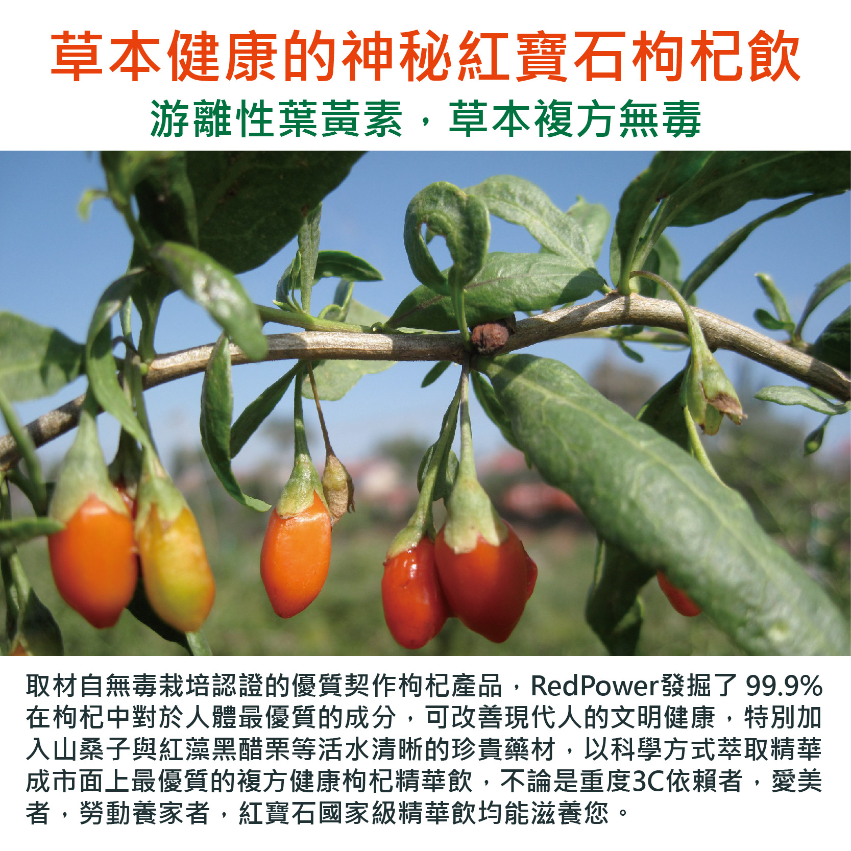 草本健康的神秘紅寶石枸杞飲，游離性葉黃素,草本複方無毒，取材自無毒栽培認證的優質契作枸杞產品,RedPower發掘了99.9%，在枸杞中對於人體最優質的成分,可改善現代人的文明健康,特別加，入山桑子與紅藻黑醋栗等活水清晰的珍貴藥材,以科學方式萃取精華