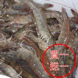 台灣大尾活力白蝦