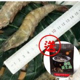 超大台灣大尾活力白蝦