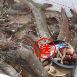 台灣大尾活力白蝦