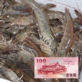 台灣大尾活力白蝦