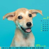 狗桌曆 W22xH15cm 特價：$150