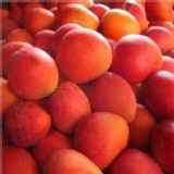 5斤1箱 特價：$450