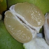 麻豆４０年老樹文旦 每箱約7~8粒 101年尺寸..(6-8粒) 特價：$499