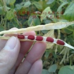 高雄大寮區溪寮里9號紅豆 特價：$85