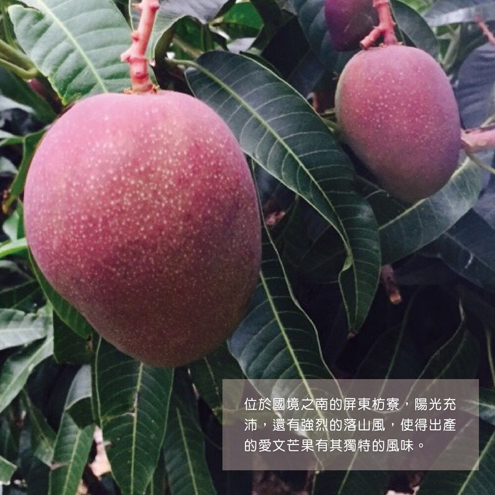 位於國境之南的屏東枋寮,陽光充，沛,還有強烈的落山風,使得出產，的愛文芒果有其獨特的風味。