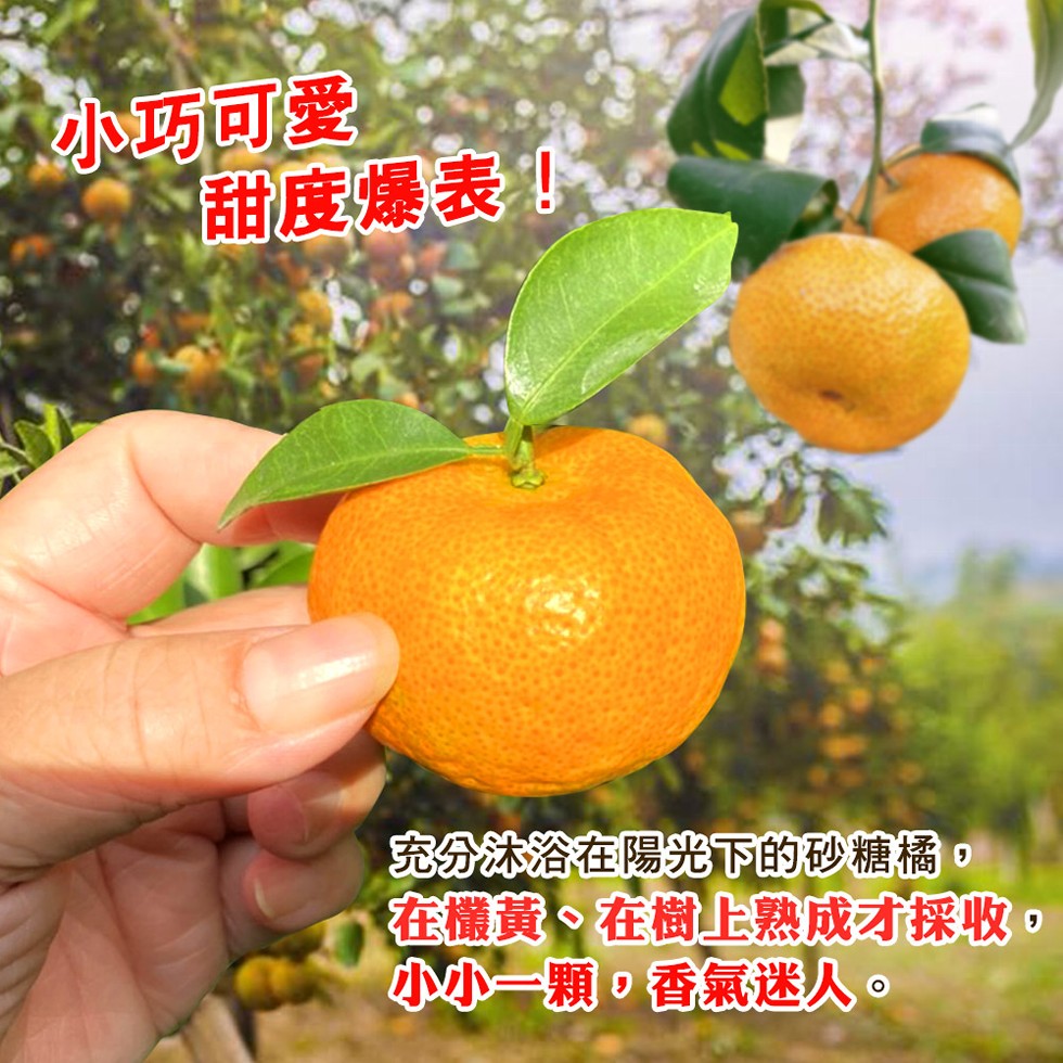 小巧可愛，甜度爆表，宽分浴在陽光下的砂糖橘。在權黄、在樹上熟成才採收。小小一顆。香氣迷人。