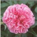 ~母親節特惠組~