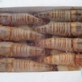 ＊極鮮號＊大明蝦(8入/盒)