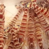 ＊極鮮號＊大明蝦(6入/盒)