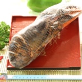 ＊極鮮號＊頂級波士頓龍蝦