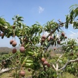 枋山愛文芒果 約5台斤10粒(盒)