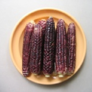 紫玉米