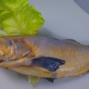 午仔魚