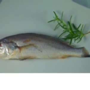 白口魚---紅魚