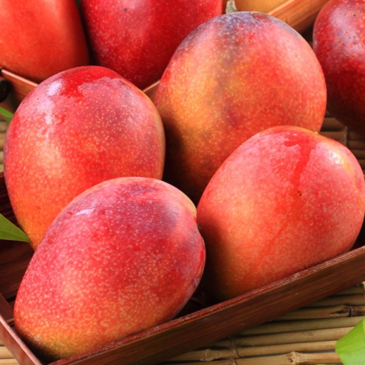 【美力鮮】屏東愛文芒果禮盒(5斤/6-9顆)