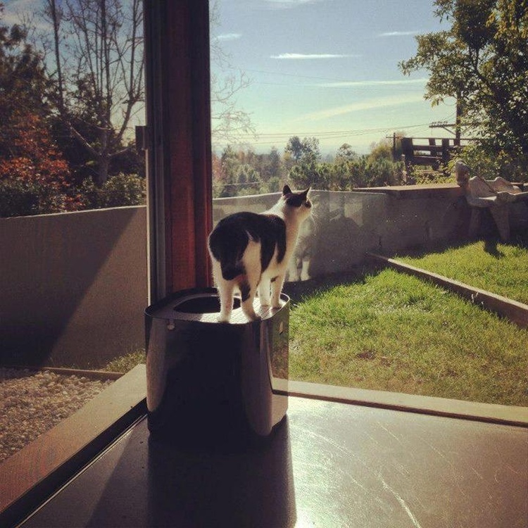 ☆國際貓家0落砂推薦★榮獲德國紅點IF大獎，MODKAT美國摩登貓沙盆