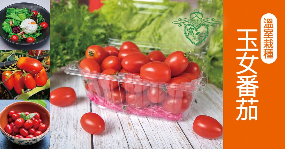 【溫室栽種，玉女番茄。