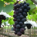 現採巨峰葡萄~自種自採自銷~送禮自用皆宜 『大村巨峰葡萄』*促銷* 4.8斤250元