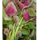 吉園圃認證農場出品 - 紅杏菜 一斤三把，鐵質含量高，加吻仔魚勾薄芡營養價值高