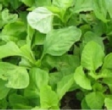 吉園圃認證農場出品 - 白杏菜 一斤三把，海鮮羹或濃湯皆可入菜