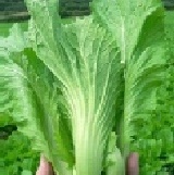 吉園圃認證農場出品 - 小芥菜 一斤三把，常切碎與肉末及小豆干，一起入菜