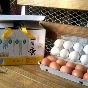 [免雜][博士一日蛋]健康又好吃!,徵28份免運~~