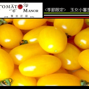 玉女小蕃茄 黃 (莊園直送) ~~購滿9盒送1盒(需運費)~~購滿18盒送2盒(免運費) 特價：$160