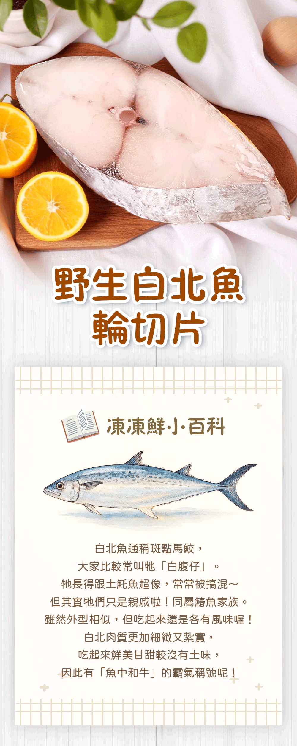 野生白北魚,輪切片,凍凍鮮小百科,白北魚通稱斑點馬鮫,大家比較常叫牠白腹仔。牠長得跟土魠魚超像,常常被搞混~,但其實牠們只是親戚啦!同屬鯖魚家族。雖然外型相似,但吃起來還是各有風味喔!白北肉質更加細緻又紮實,吃起來鮮美甘甜較沒有土味,因此有魚中和牛的