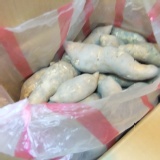 黃金地瓜(10台斤)