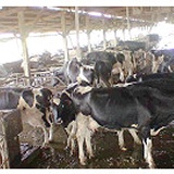 主恩牧廠鮮乳宅配服務(北市新北市) - 鮮乳專家宅配到家 - PChome 個人 特價：$92