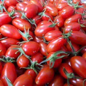 埔里小農溫室聖女番茄