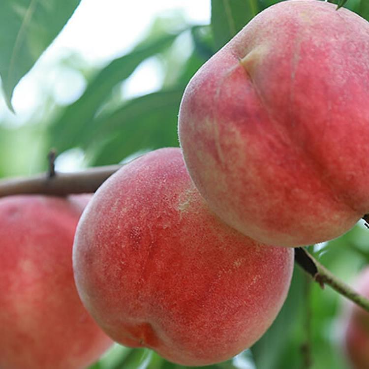 【美國加州水蜜桃】8入/禮盒(頂級規格)