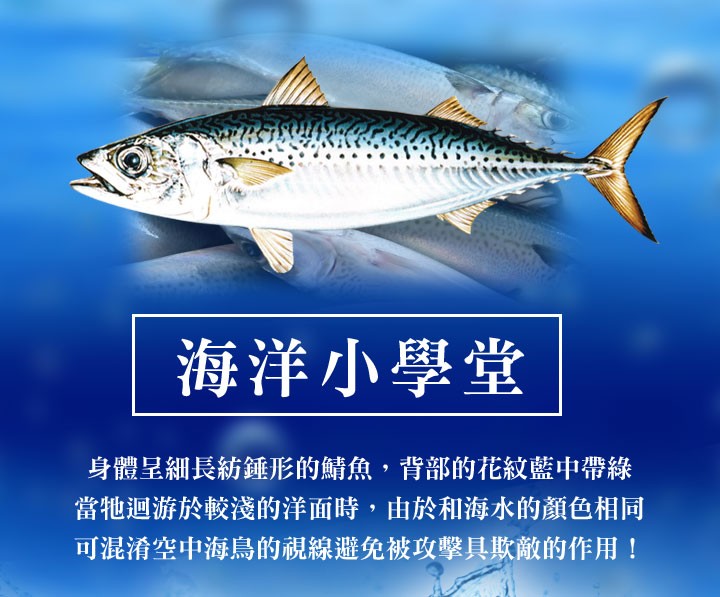 海洋小學堂，身體呈細長紡鍾形的鯖魚,背部的花紋藍中帶綠，當牠迴游於較淺的洋面時,由於和海水的顏色相同，可混淆空中海鳥的視線避免被攻擊具欺敵的作用!。