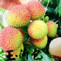 大樹統嶺玉荷包