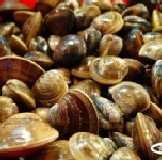 青蚵小舖】《中顆下標處》蛤蜊、文蛤、正港虱目魚池海水養殖蛤 。不漂白、免吐沙。 《黑金蛤蜊》有夠青《團購